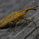 Rhubarb weevil