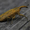 Rhubarb weevil