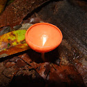 shampange glass