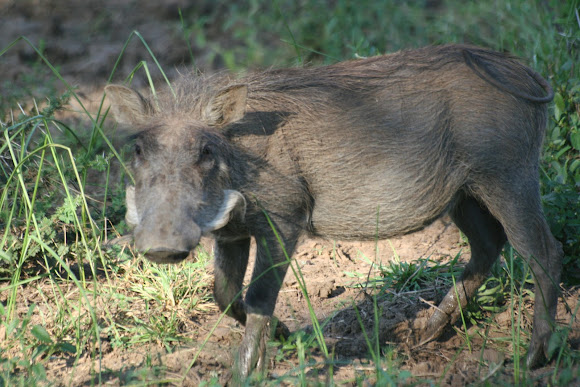 Spotting Image 1