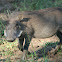 Warthog / kolobe