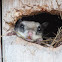 Southern Flying Squirrel