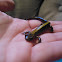 Western Long Toed Salamander
