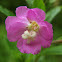 Great willowherb