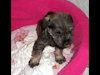 Vendo Hermosa Cachorra  Schnauzer
