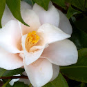 Camellia