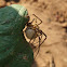 Rustic wolf spider