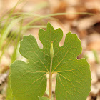 Bloodroot