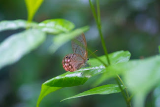 <p>
	translucent butterfly, Calanoa Amazonas Nature Reserve</p>
