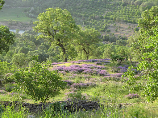بهار طبیعت یاسوج