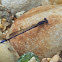 Violet Dancer damselfly (male)