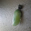 Monarch Chrysalis