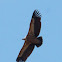 Grifo (Grifo (Gyps fulvus))