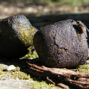 Wombat Poo