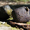 Wombat Poo