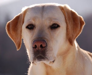 [YellowLabrador[3].jpg]