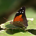Tailed Cecropian