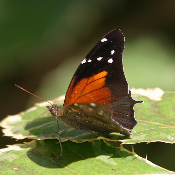 Spotting Image 1