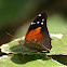 Tailed Cecropian