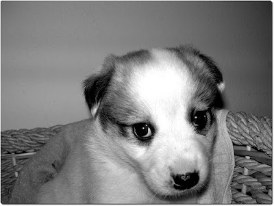 cucciolo