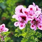 Scented geranium  