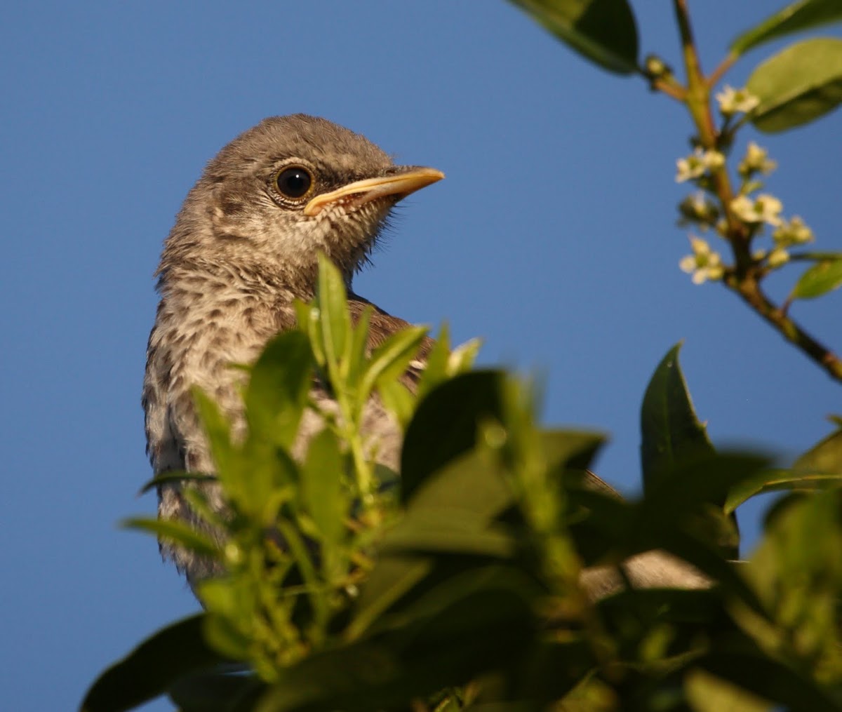 Northern Mockingbird