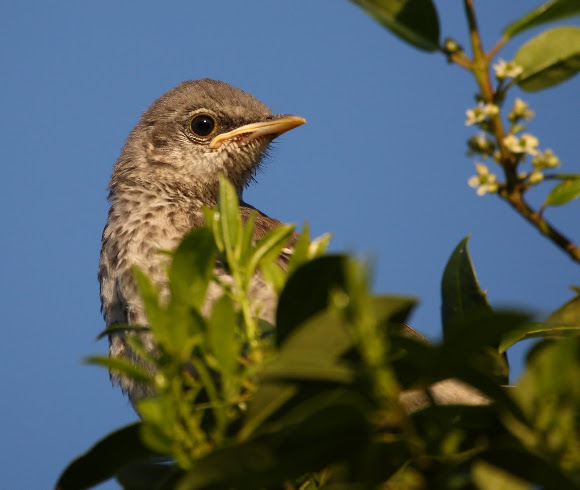 Spotting Image 1