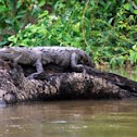 Crocodile