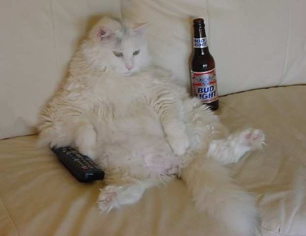 [gatinhoboavida3.jpg]