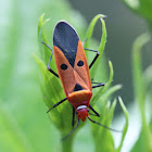 Red Cotton Stainer