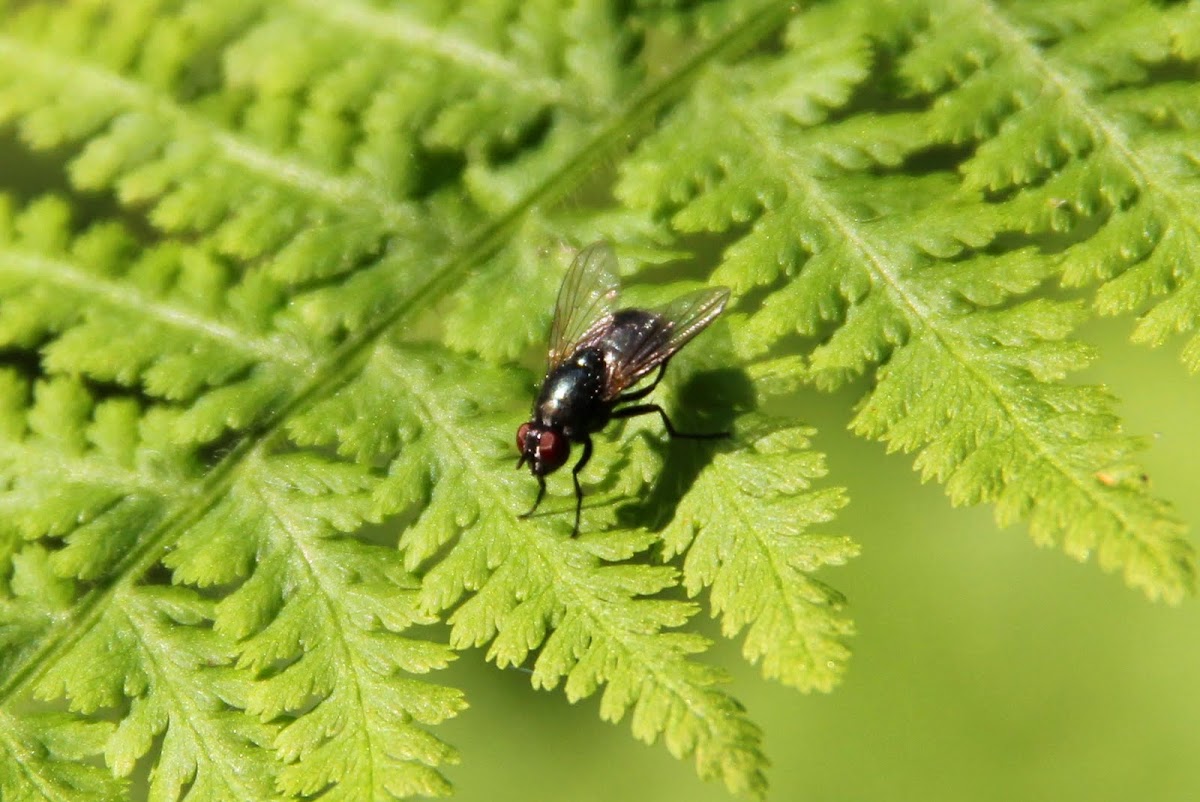 House fly