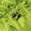 House fly