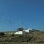 Flock of Jackdaw