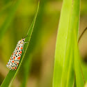 Crimson-speckled Flunkey