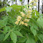 Ohio Buckeye