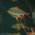 Hampala barb