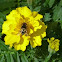 Hover fly or flower fly