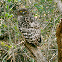 Brown Fish owl