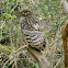 Brown Fish owl