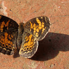 Pearl Crescent butterfly