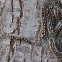 Forest Tent Caterpillar