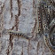 Forest Tent Caterpillar
