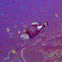 Titan Triggerfish