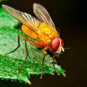 Orange Fly by Jun Santos - Animals Insects & Spiders