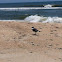 Laughing Gull