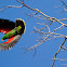 Eclectus Parrot (Male)