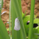 Planthopper