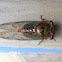 Cicada