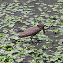 Hamerkop