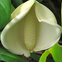 Fruit Salad Plant